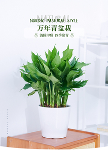 宁波杭州湾绿植出租设计 宁波杭州湾绿植出租设计