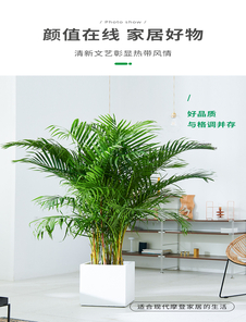 深挖杭州湾盆景租赁优质之选，别错过！